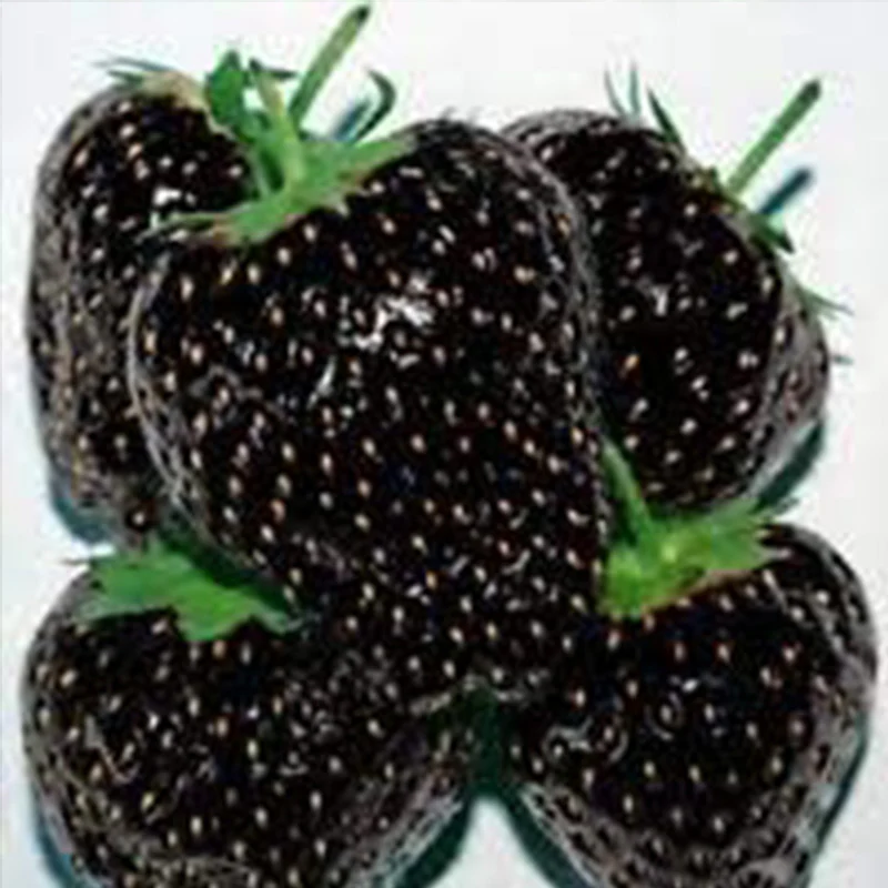 New!Fruit